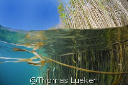 reed on a sunny day  by Thomas Lueken 